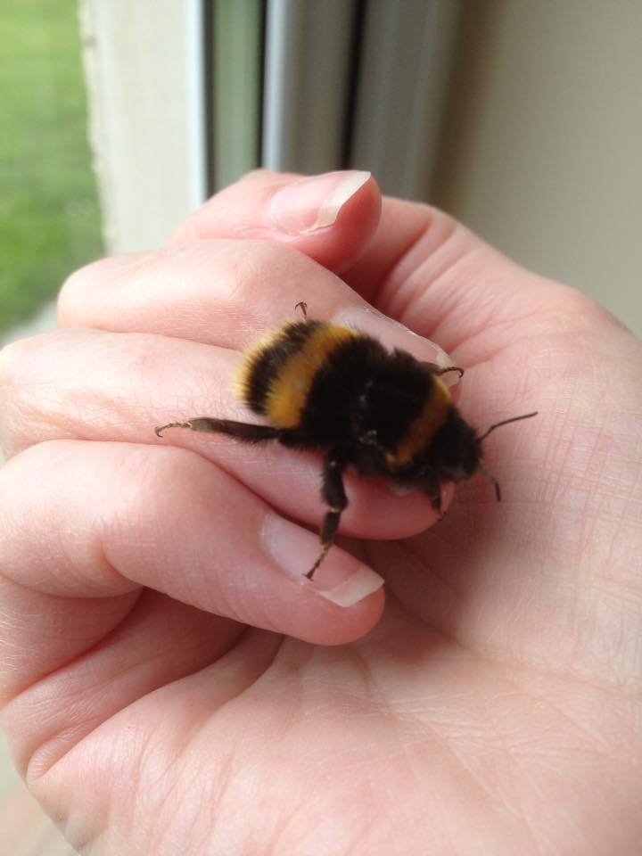 Bee en la mano