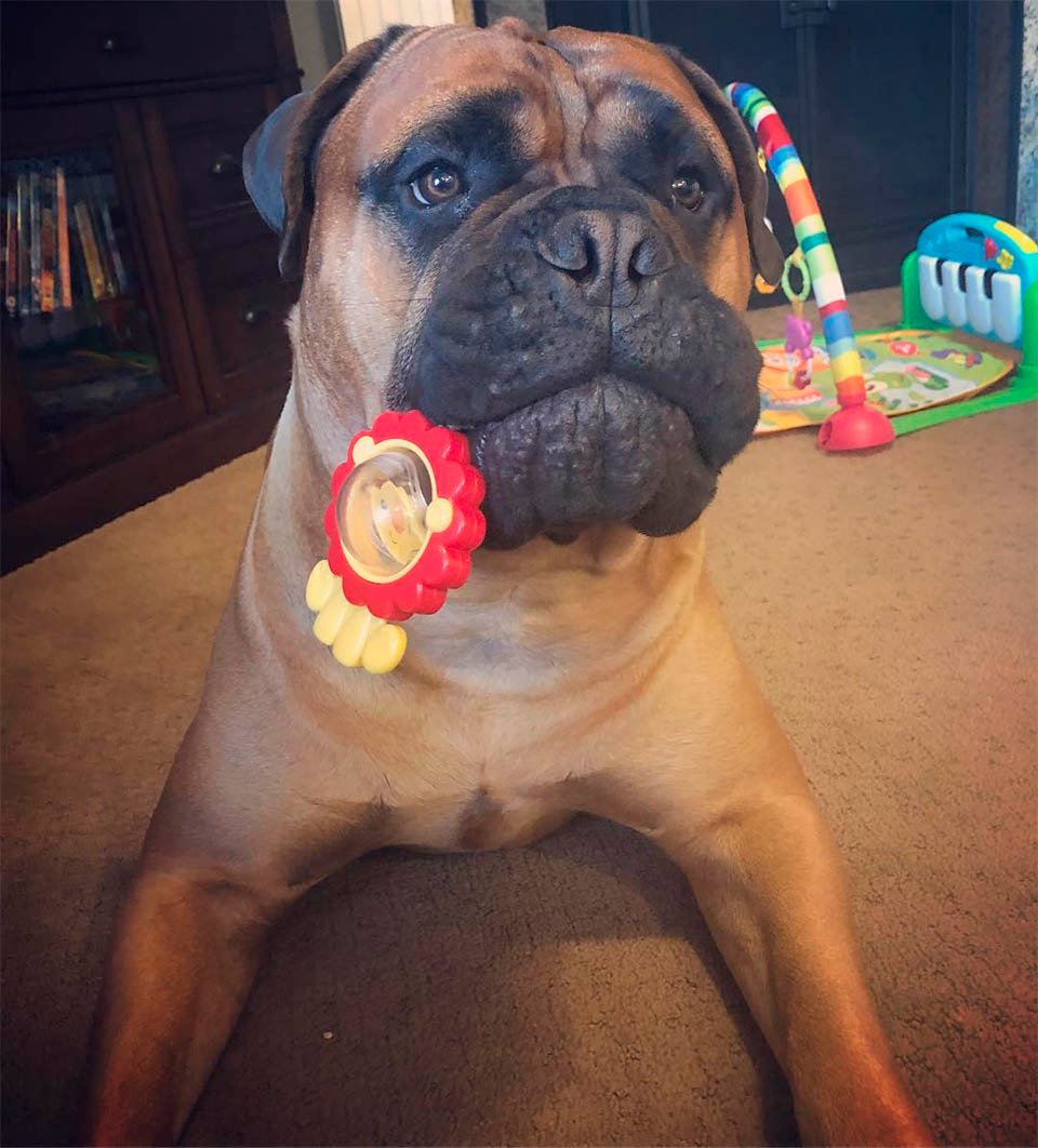 Brutus con juguete