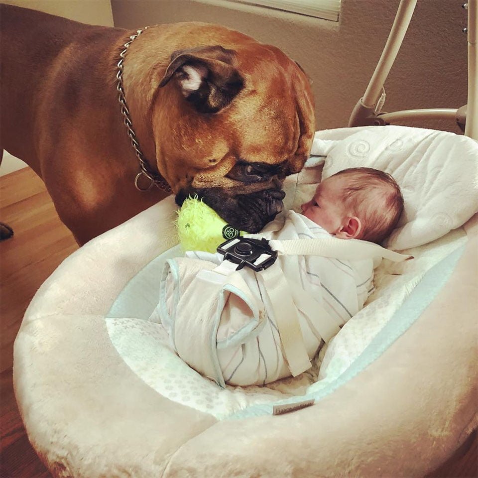 Brutus lleva juguete a Kayden