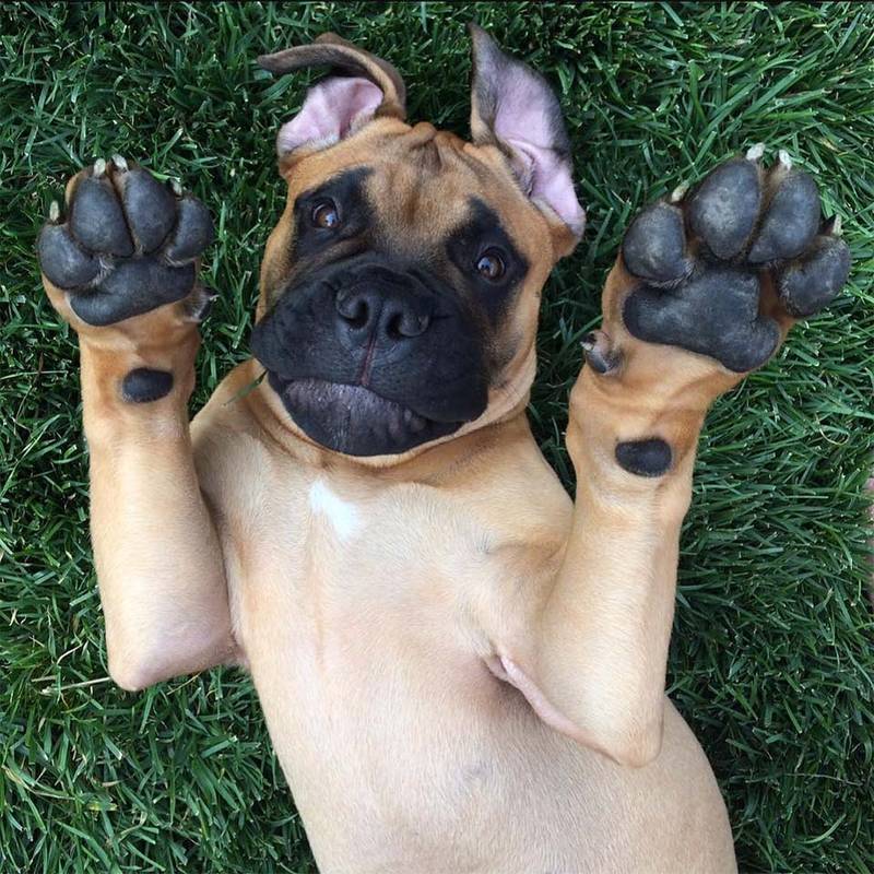 Brutus pequeño