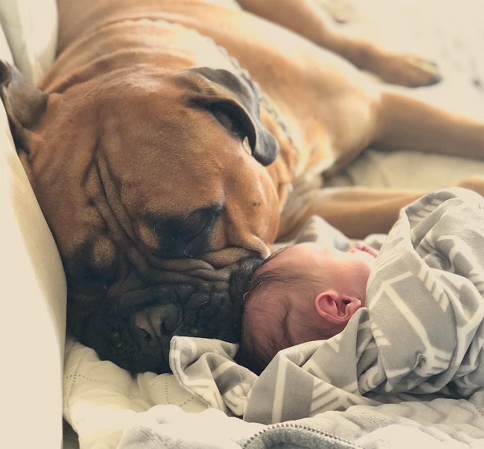 Brutus y Kayden