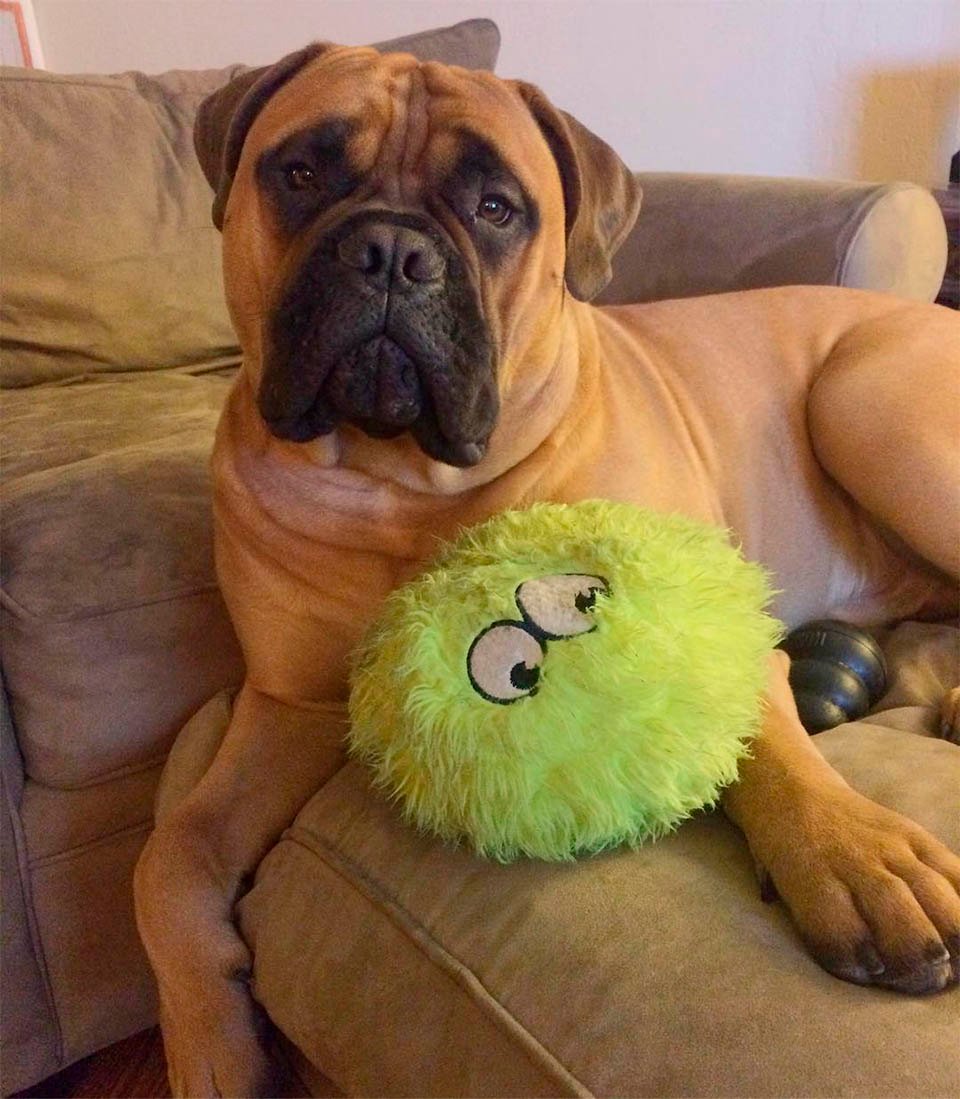Brutus y su juguete favorito