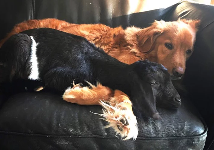 Cabra abraza a un perro que perdió a su amigo Cabra abraza a un perro que perdió a su amigo