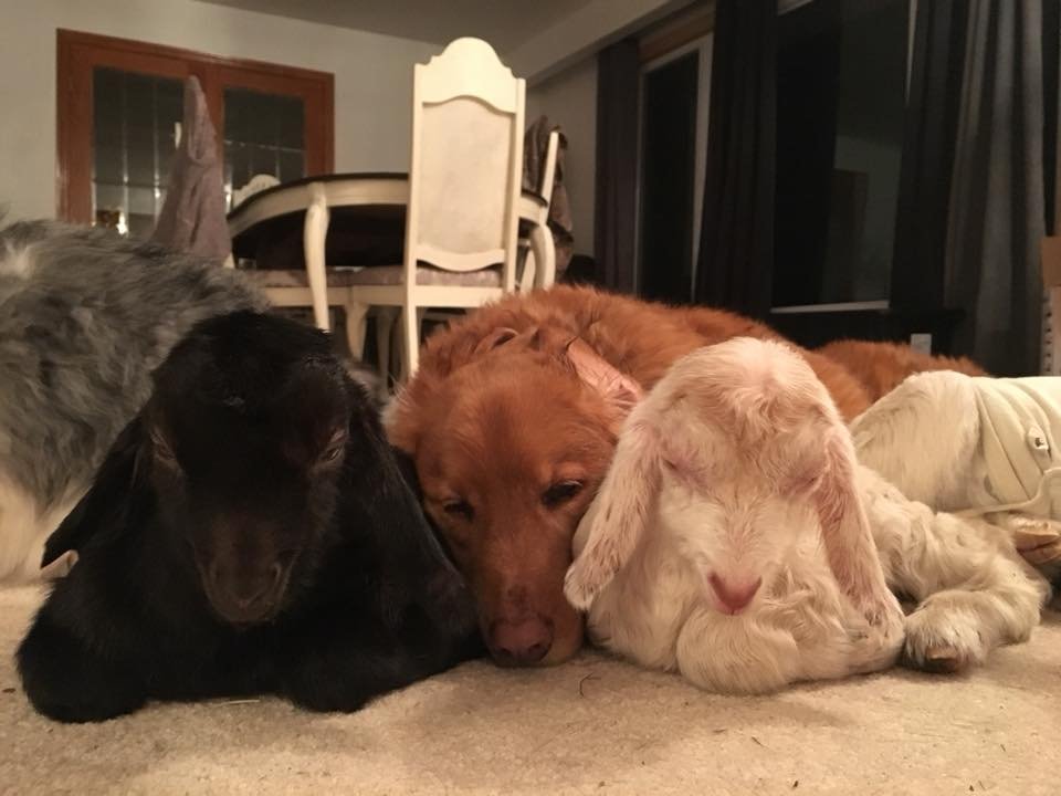 Cabras y Drake
