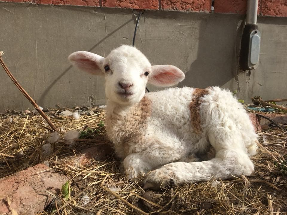 Cabrito Jerry