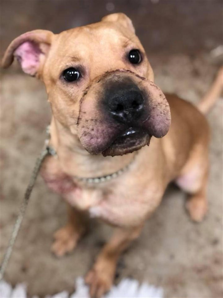 Cachorra maltratada