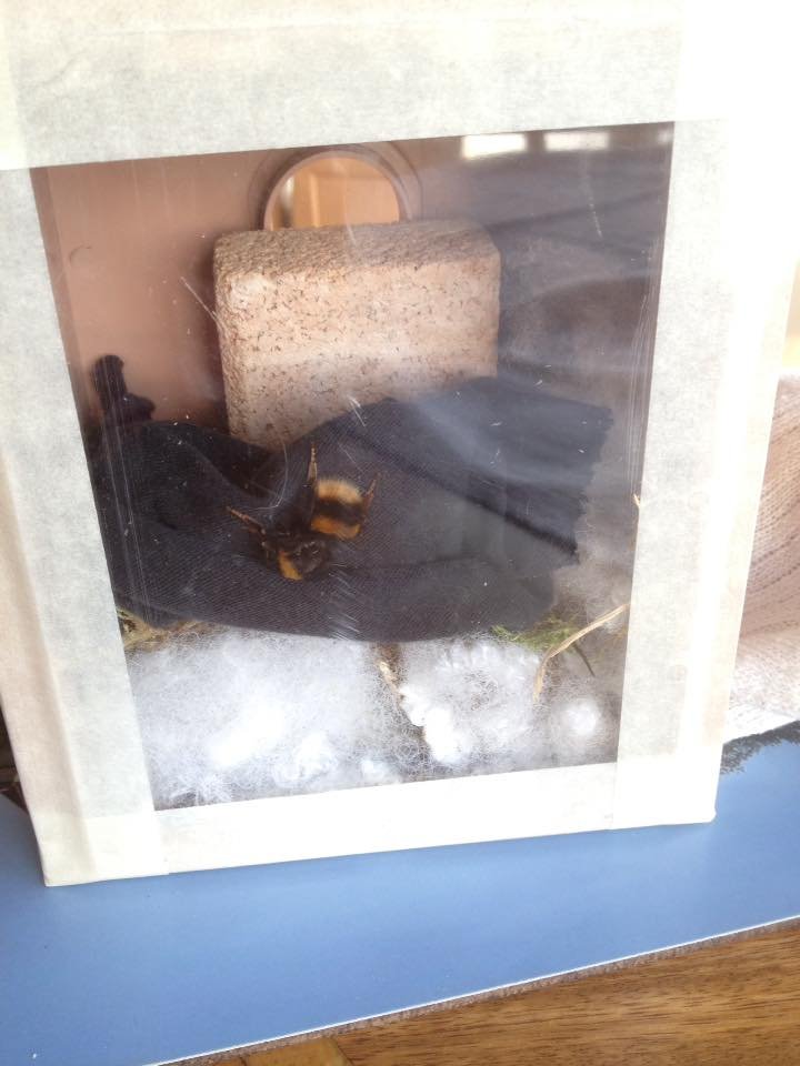 Cama de Bee