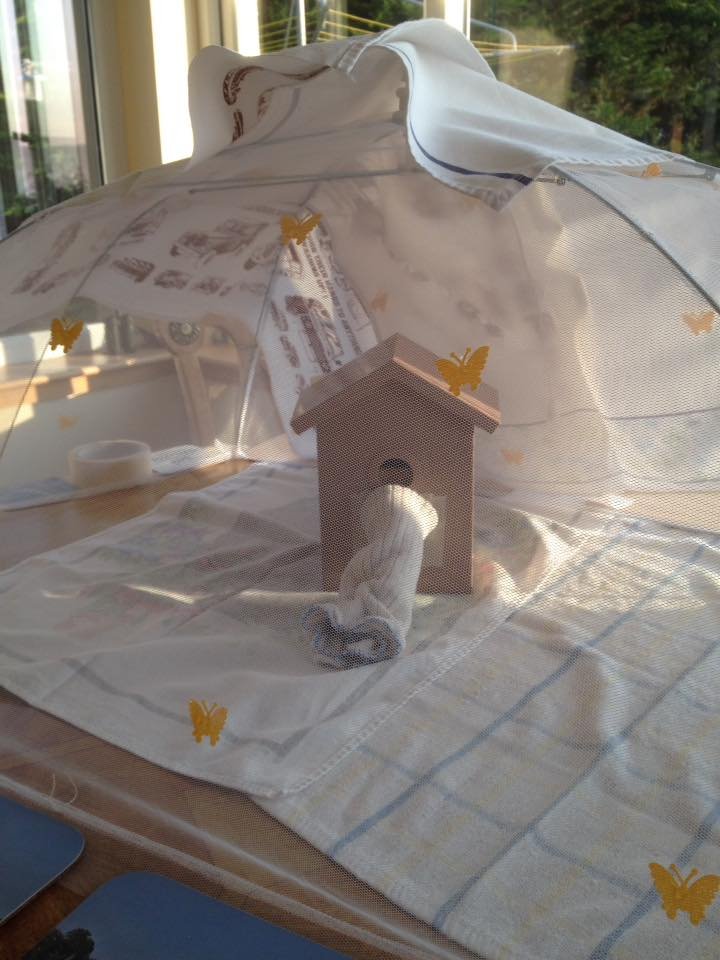 Casa de Bee