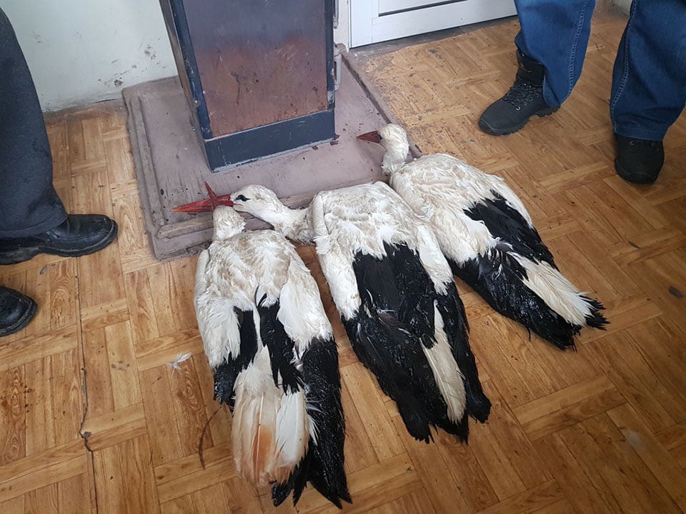 Cigüeñas congeladas Cigüeñas congeladas