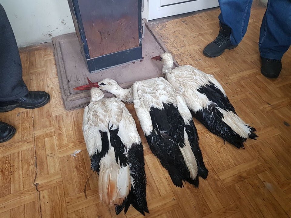 Cigüeñas congeladas