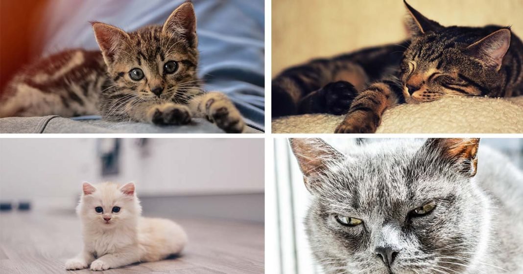 ¿Cómo saber la edad de un gato? Notas de Mascotas ¿Cómo saber la edad de un gato? Notas de Mascotas