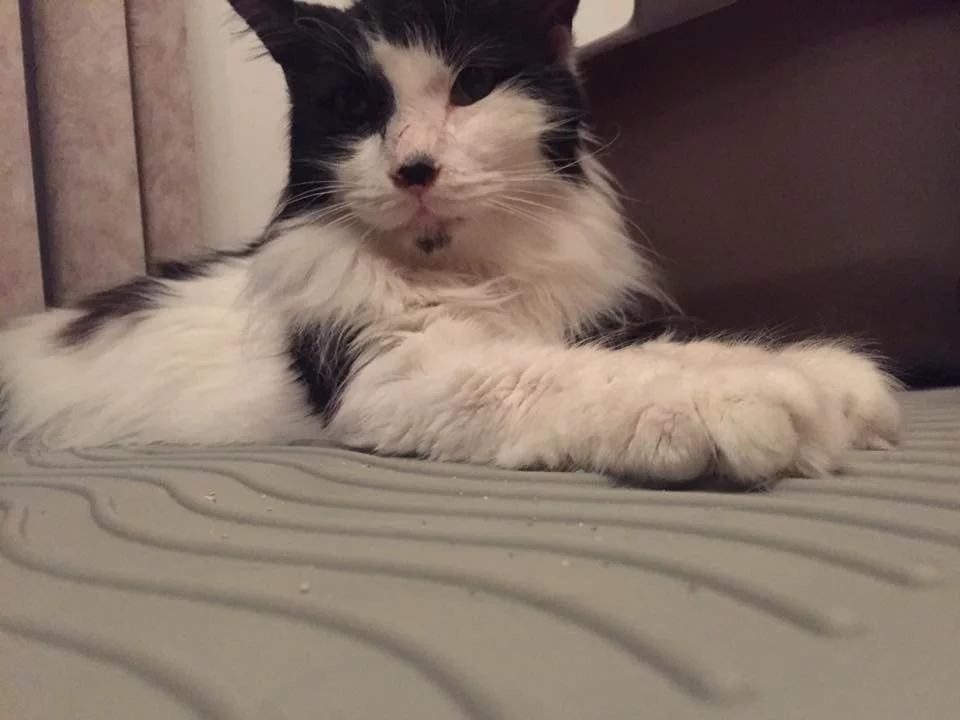 Gato adoptado Gato adoptado