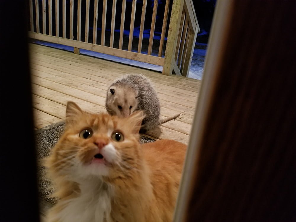 Gato lleva zarigüeya a cenar