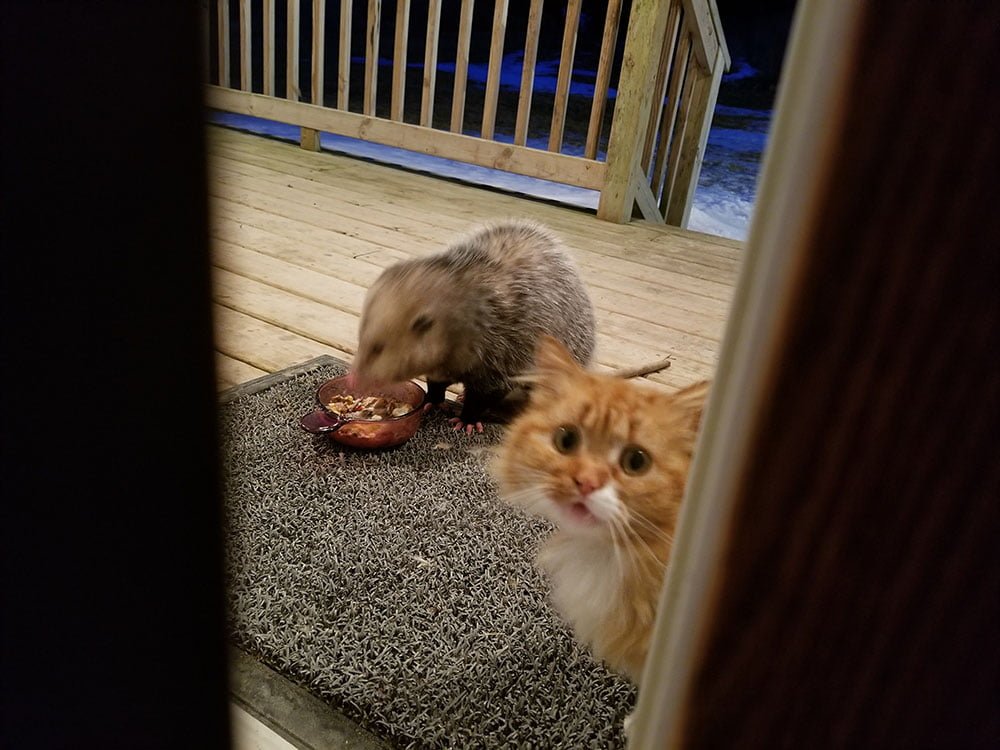 Gato y zarigüeya