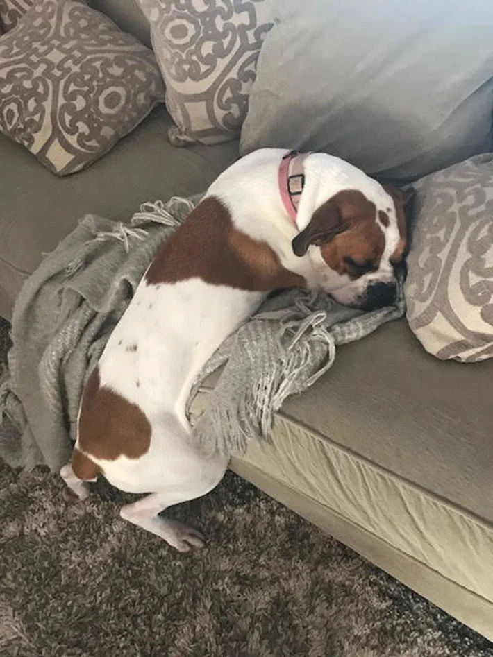 Lexi acostada en el sofá Lexi acostada en el sofá