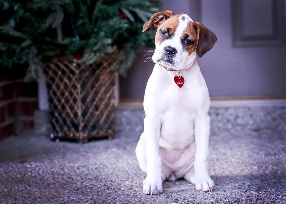 Lexi pequeña Lexi pequeña