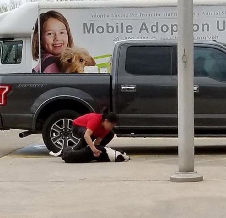 Mujer arrastra perro al refugio Mujer arrastra perro al refugio