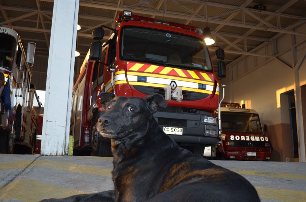 Negro perro bombero
