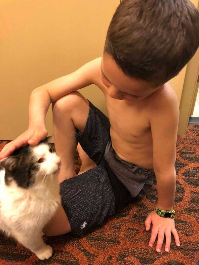 Niño adopta gato