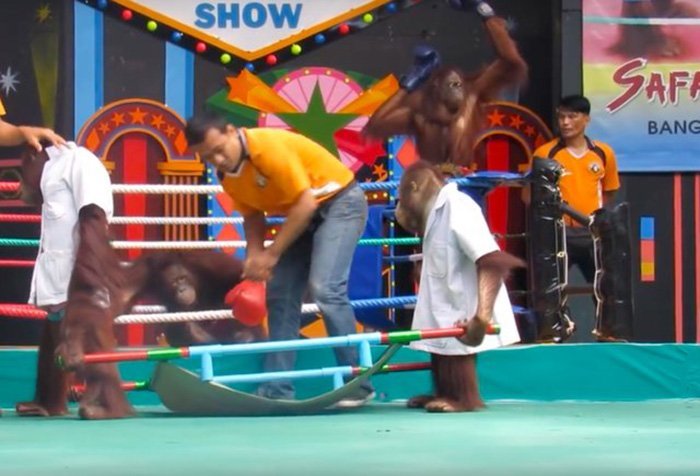 Orangutan en el ring