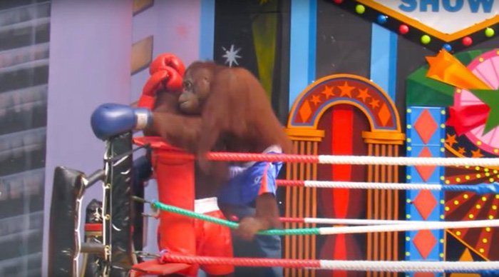 Orangutan peleando en el ring