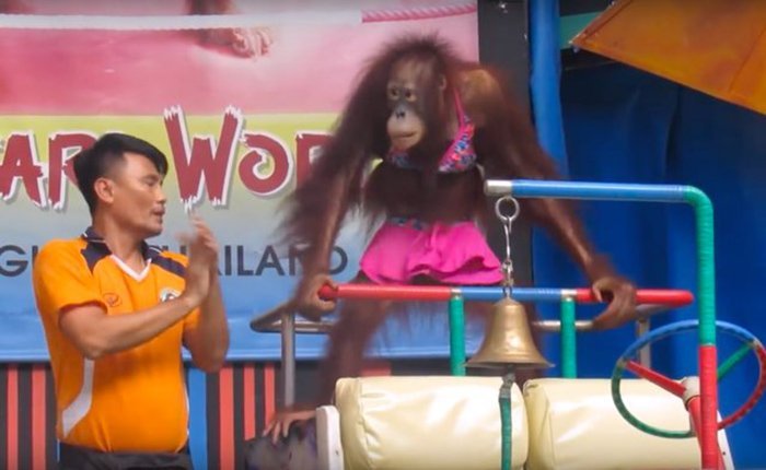 Orangutan vestido