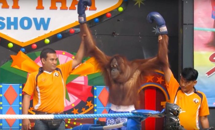 Orangutanes peleando