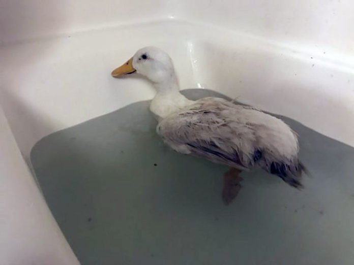 La Pata Le Dijo Al Pato