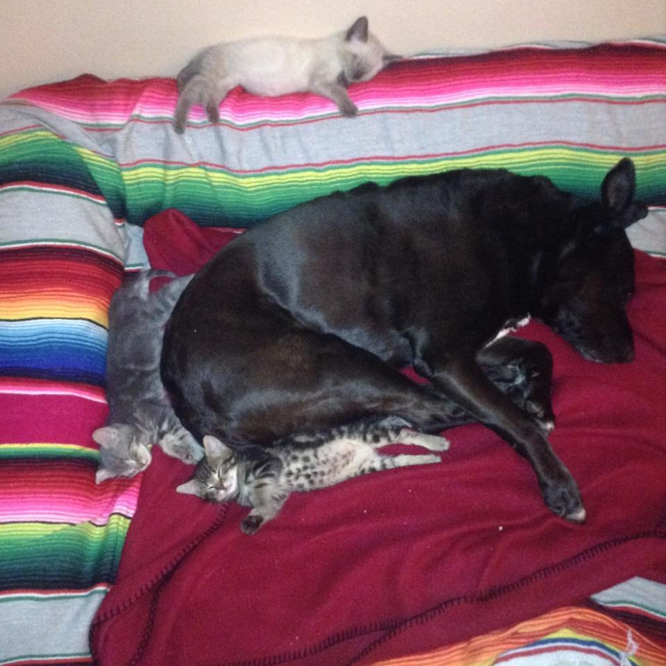 Perra dormida con gatos