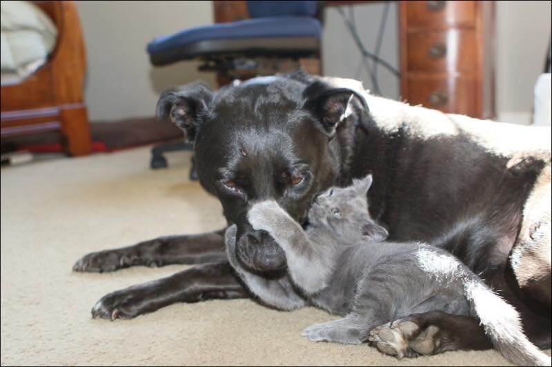 Perra madre adoptiva