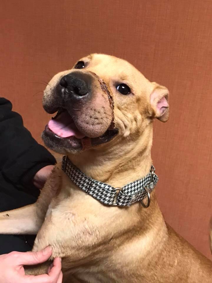Perrita Emerald