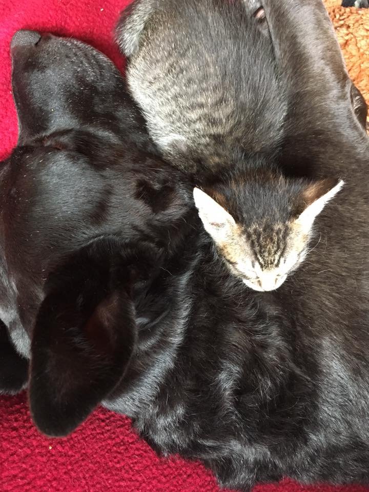Perrita adopta gatos