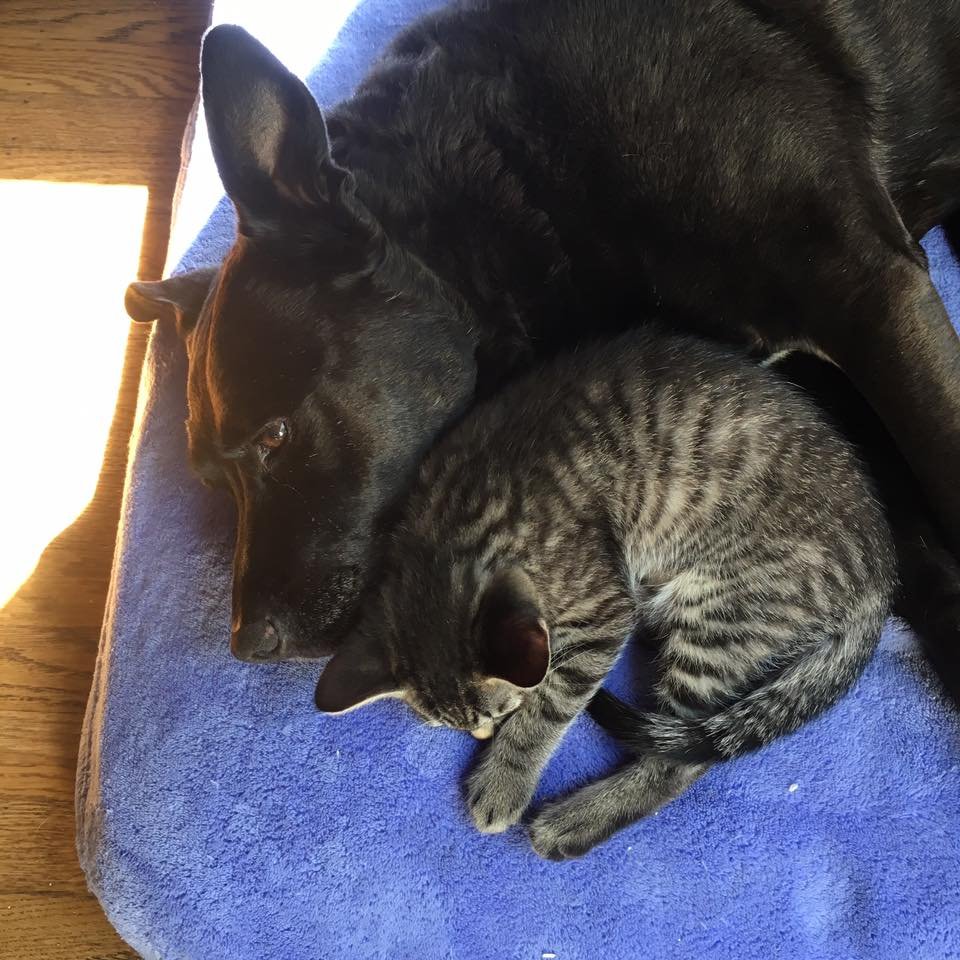 Perrita es madre adoptiva
