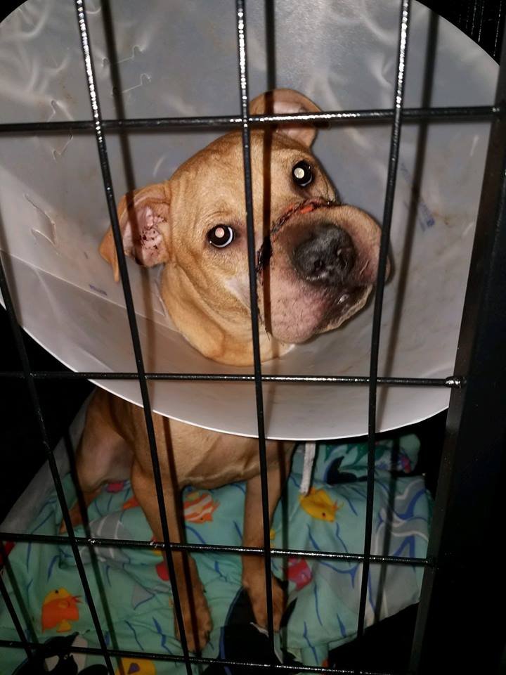 Perrita maltratada