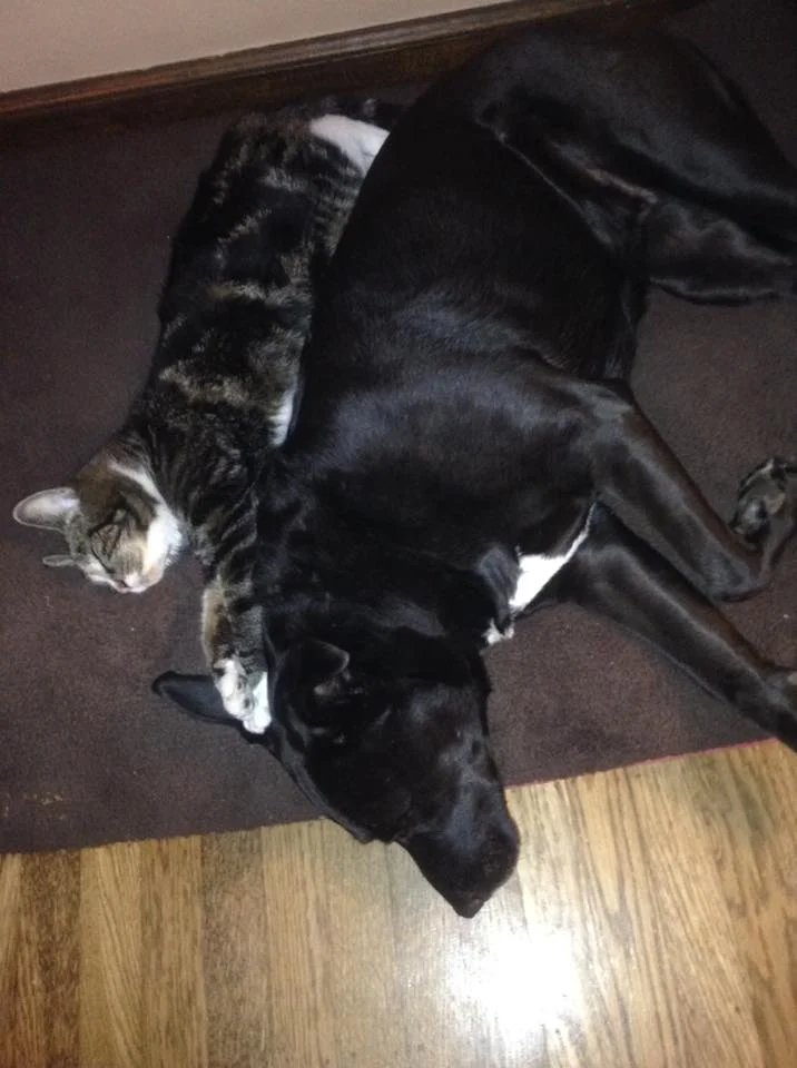 Perrita y gatos Perrita y gatos