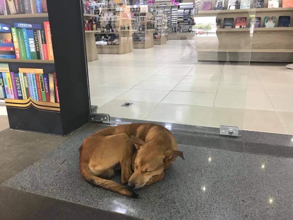 Perro abandonado Perro abandonado
