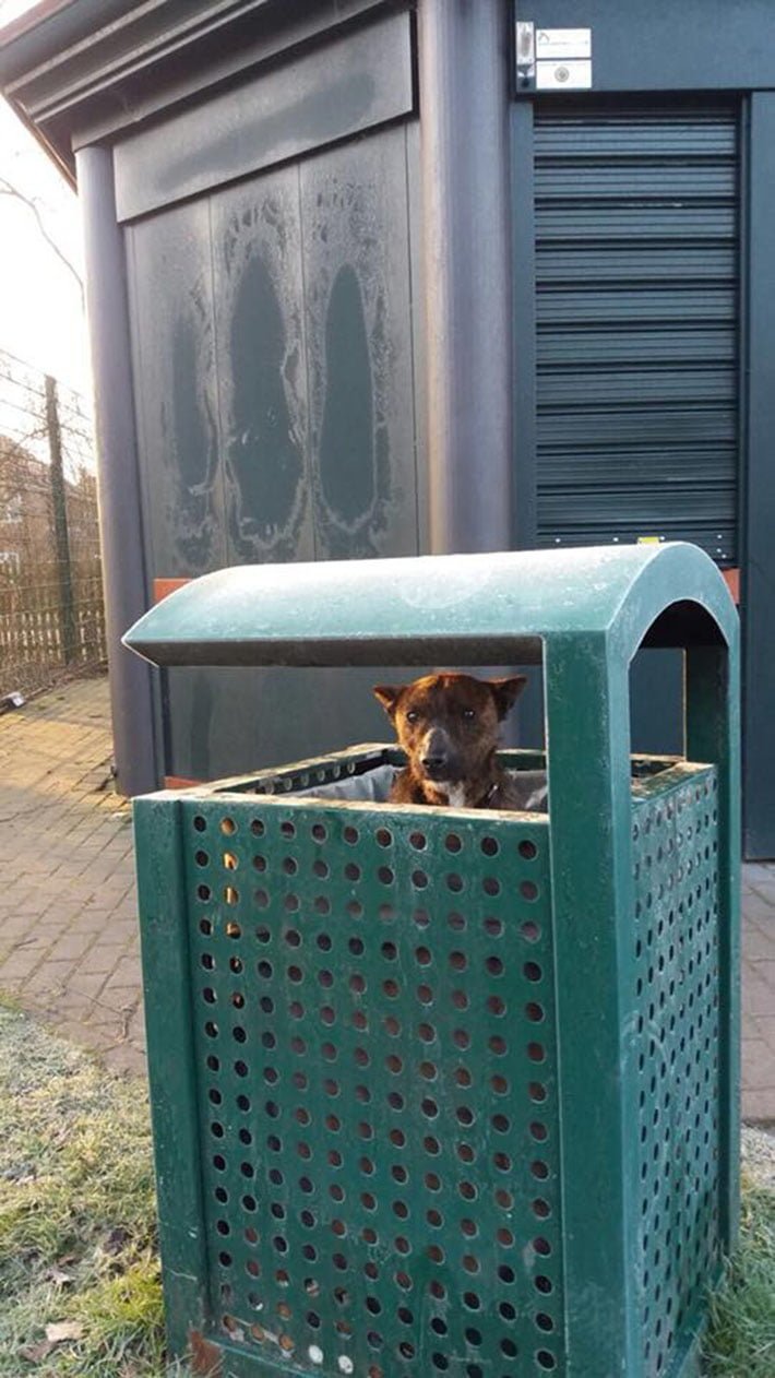 Perro abandonado en bote de basura Perro abandonado en bote de basura