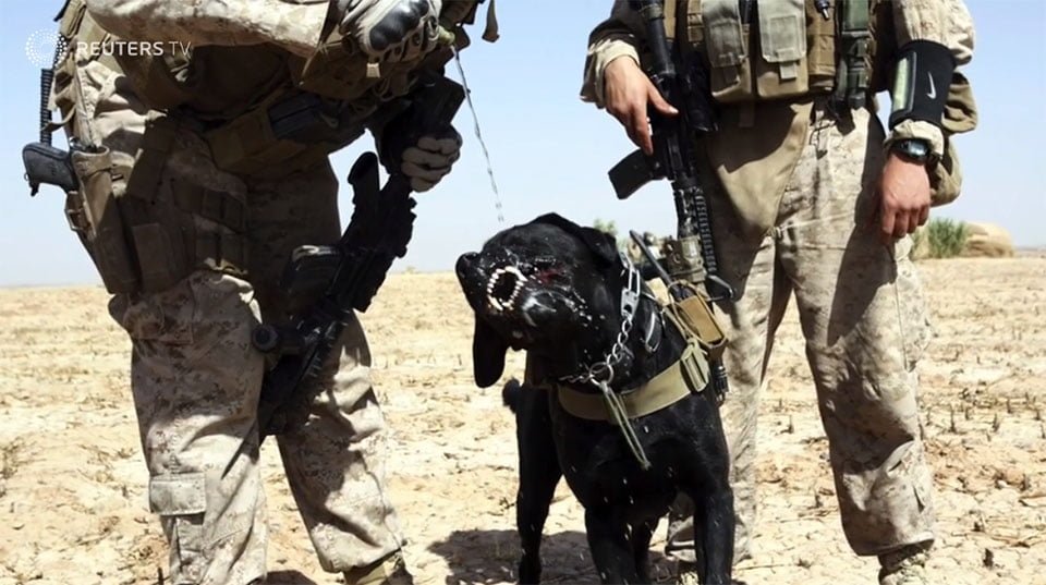 Perro del Ejército Perro del Ejército