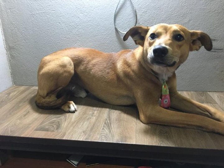 Perro en adopción Perro en adopción