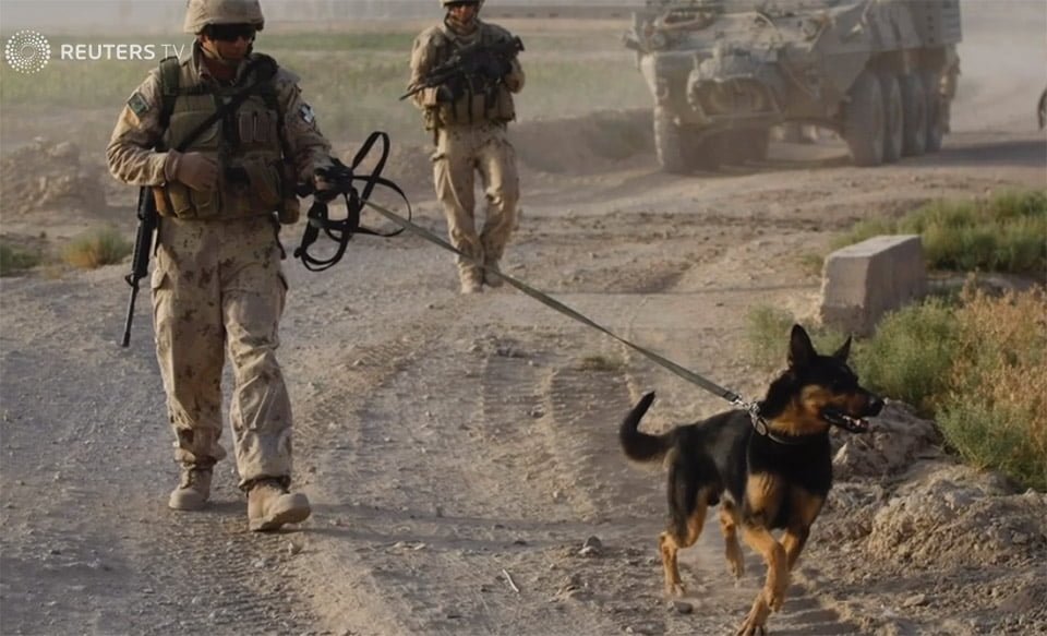 Perro en el Ejército Perro en el Ejército
