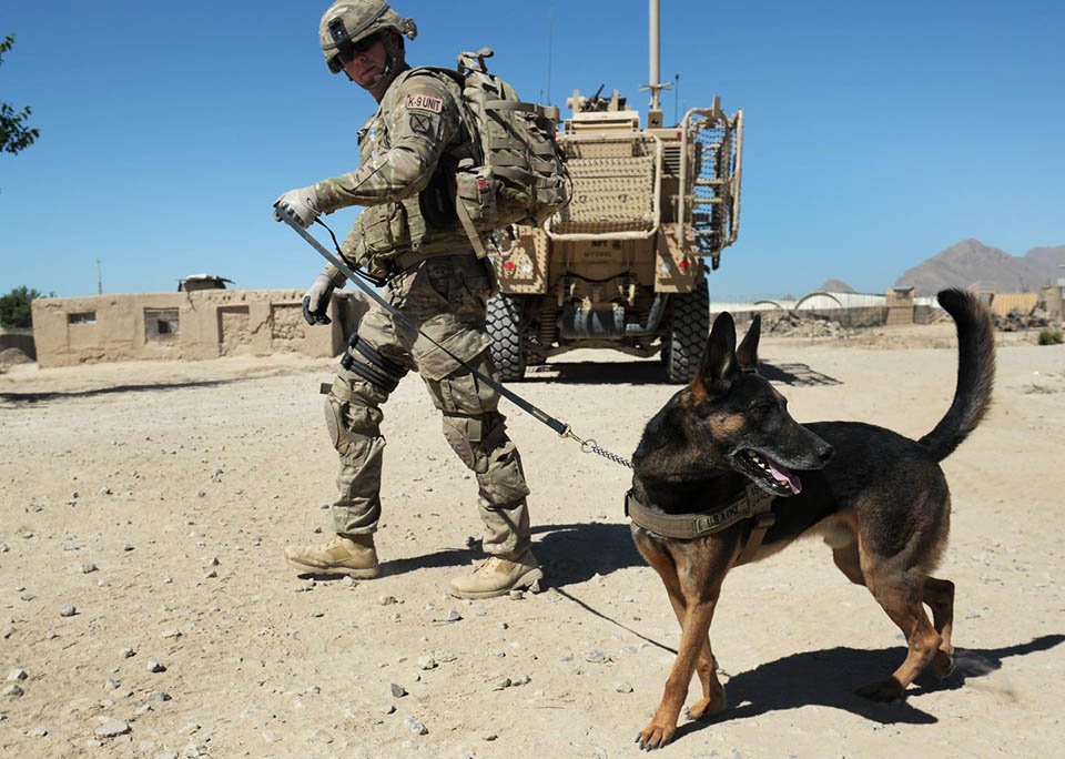 Perro en la guerra Perro en la guerra