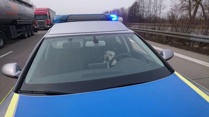 Perro en la patrulla Perro en la patrulla