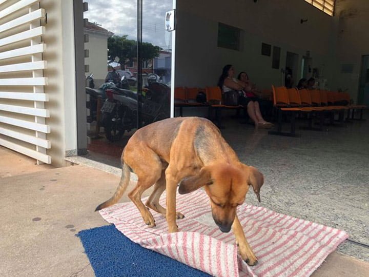 Perro espera a su dueño Perro espera a su dueño
