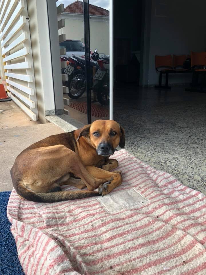 Perro fiel Perro fiel