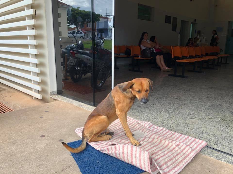 Perro leal en Brasil Perro leal en Brasil