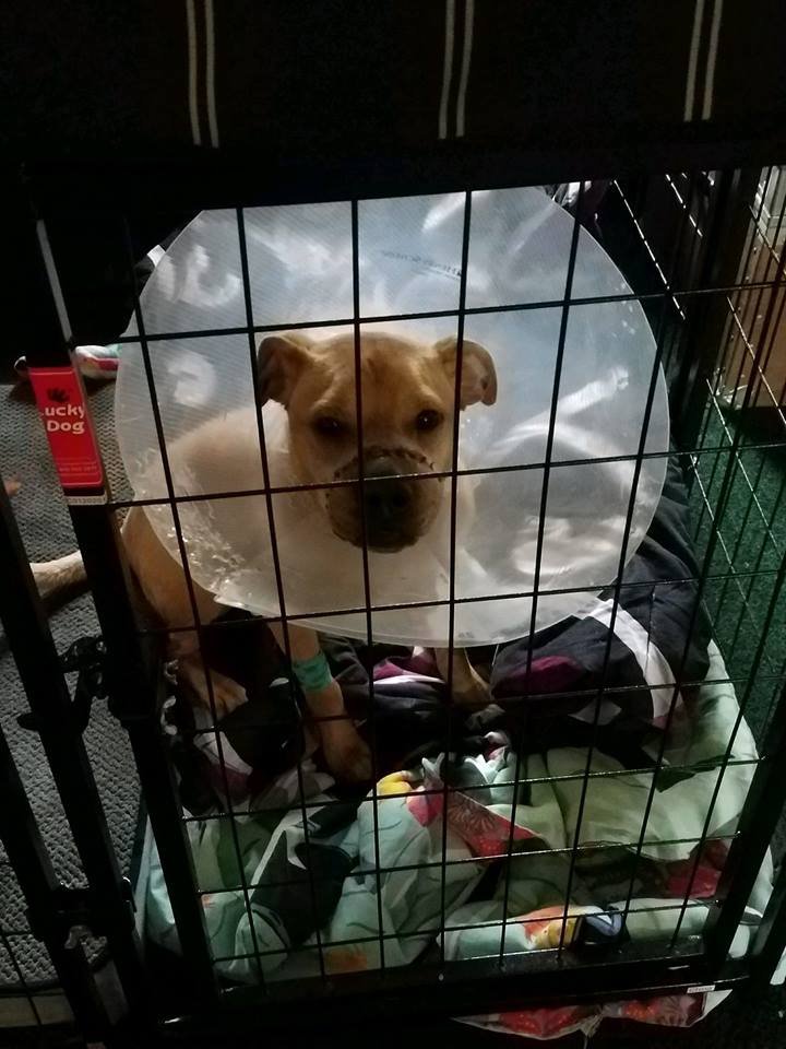 Perro maltratado