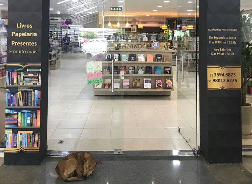 Perro sin hogar Perro sin hogar