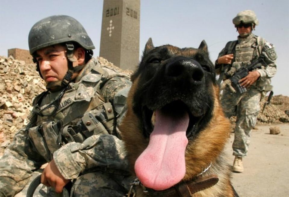 Perros del Ejército Perros del Ejército