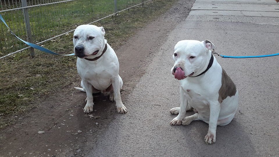Perros encontrados Perros encontrados