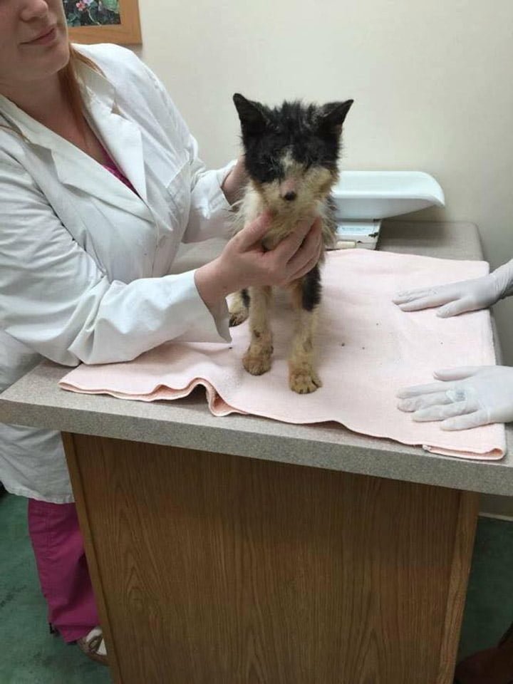 Samuel en el veterinario